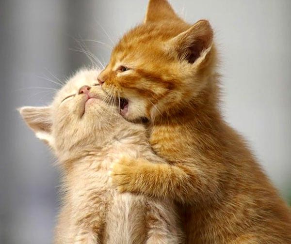 13 Cute Animal Couples That Will Make Your Day - Virily