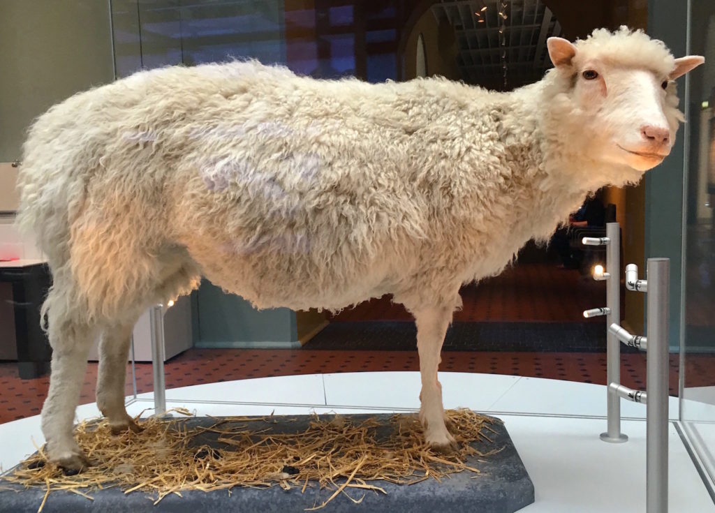 Saying hello to Dolly, world's first cloned mammal - Virily