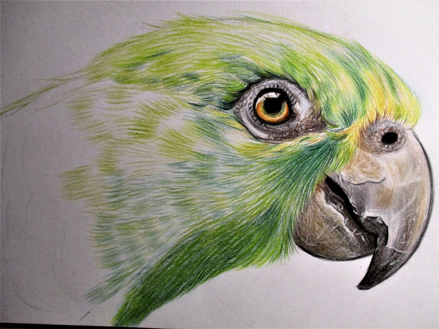 'Parrot' [Colored Pencil Drawing] Virily