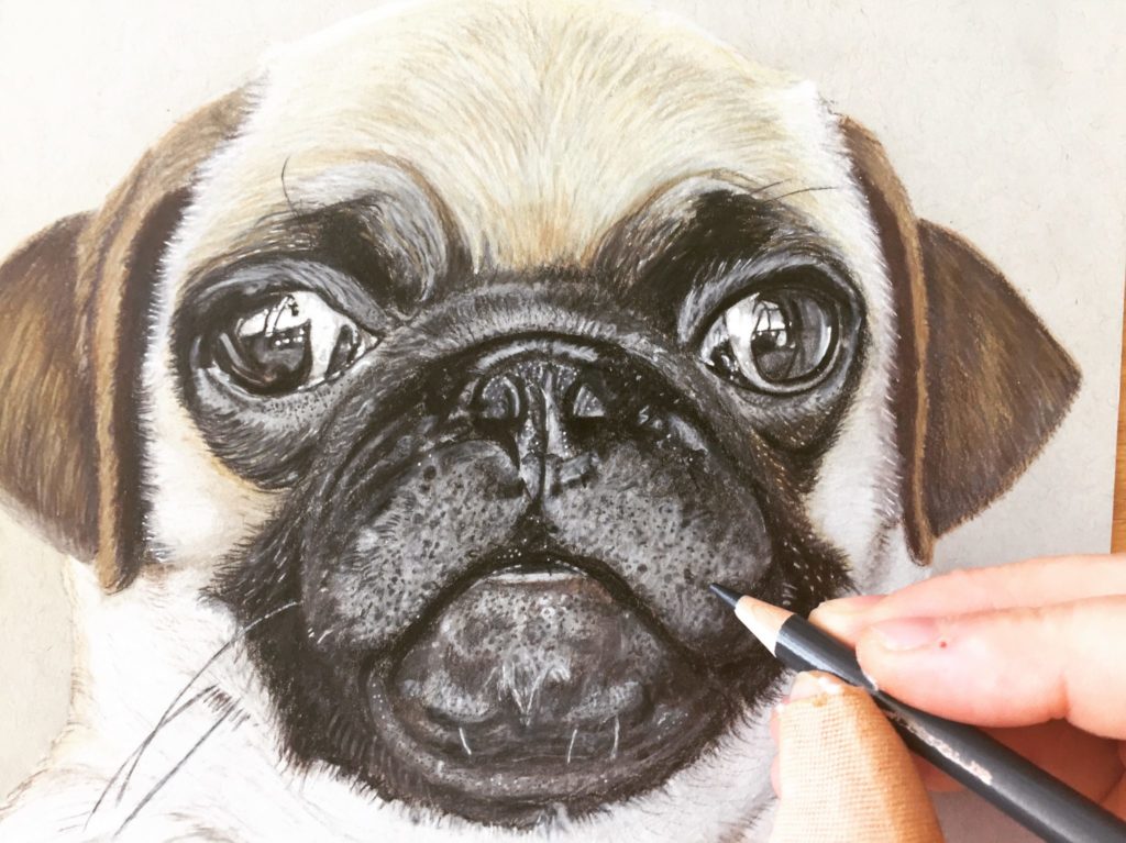 Drawing a cute Pug in Coloured Pencils Virily
