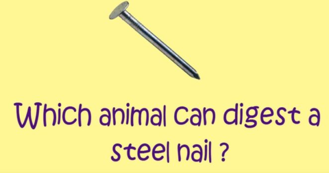Which animal can digest a steel nail ? - Virily