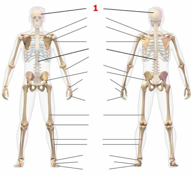 QUIZ: The Human Skeleton - Virily